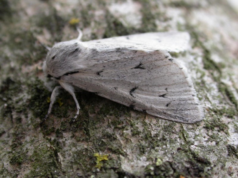 miller ex5236 _800_.JPG